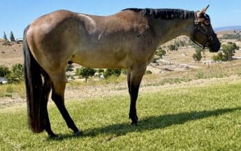 VS Code Blue Bay Roan 3YO Gelding