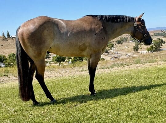 VS Code Blue Bay Roan 3YO Gelding