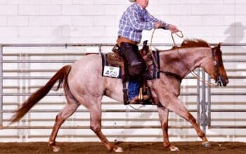 Fancy Red Roan Ranch Rider