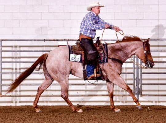 Fancy Red Roan Ranch Rider