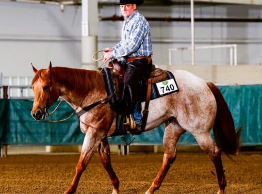 Fancy Red Roan Ranch Rider