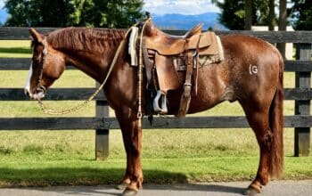 2017 Ranch Riding Gelding