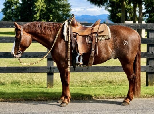2017 Ranch Riding Gelding
