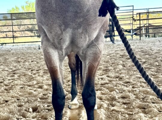 VS Code Blue Bay Roan 3YO Gelding