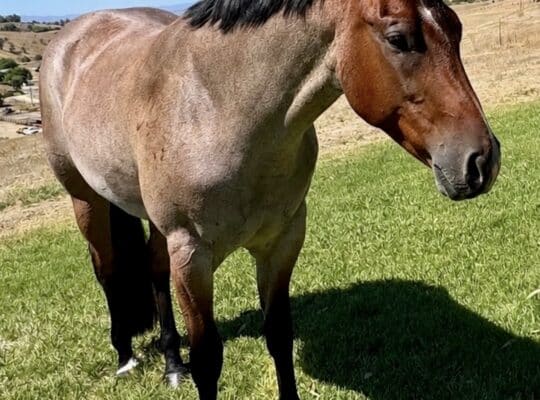 VS Code Blue Bay Roan 3YO Gelding