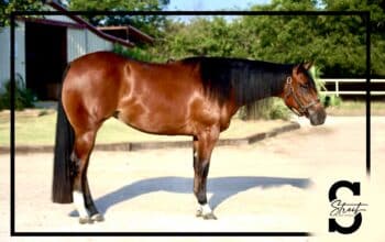 No Doubt Im Lazy 2YO Bay Mare