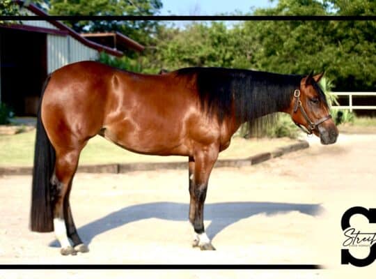 No Doubt Im Lazy 2YO Bay Mare