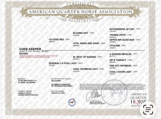 Elite VS Code Red All-Around Gelding