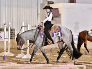Elite VS Code Red All-Around Gelding