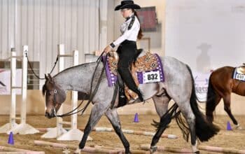 Elite VS Code Red All-Around Gelding