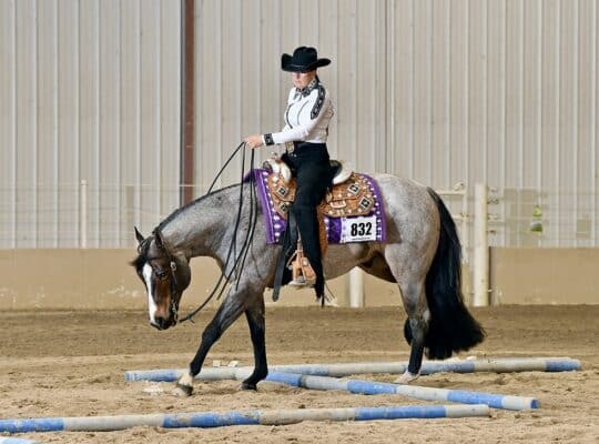 Elite VS Code Red All-Around Gelding