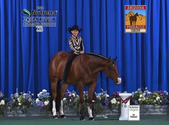 Top All-Around Gelding