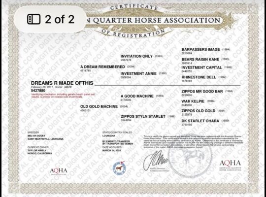 Novice Friendly Elite All-Around Mare