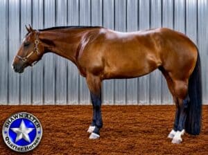 Fun All-Around Mare