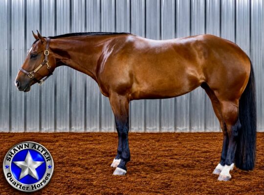 Fun All-Around Mare