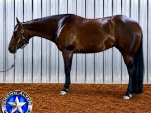 Fancy Cool Breeze 4YO Mare