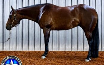 Fancy Cool Breeze 4YO Mare