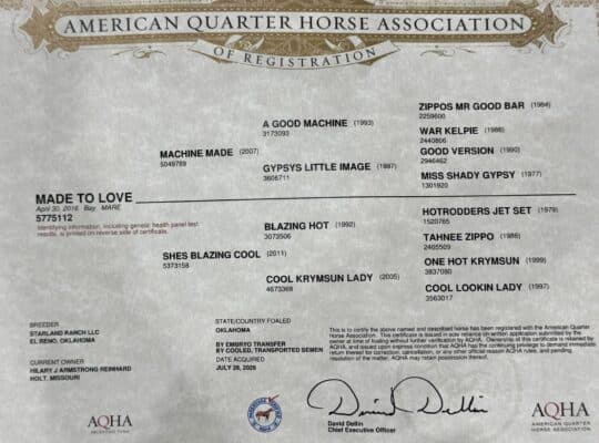NSBA World Champion Machine Made Mare