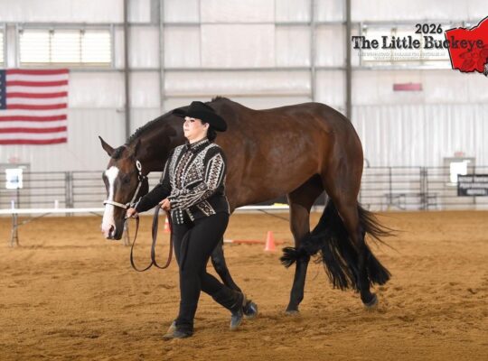 HOO x AYA English All-Around Gelding