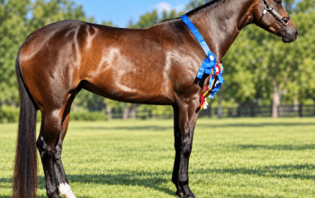 Royally Bred English Broodmare