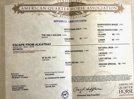 Royally Bred English Broodmare