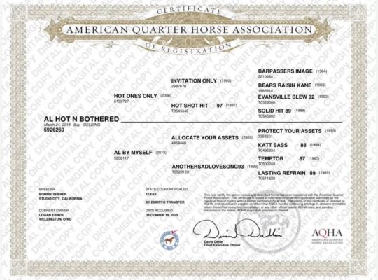HOO x AYA English All-Around Gelding