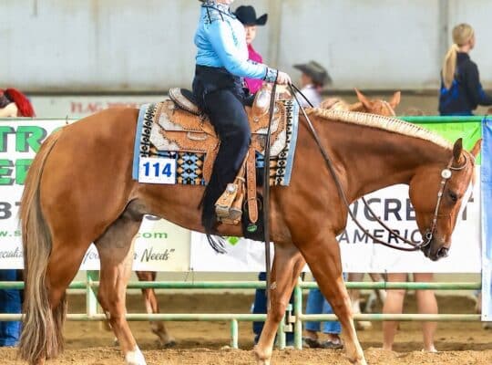 The Lopin Machine All-Around Gelding