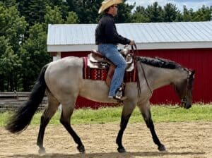 VS GoodRide Bay Roan Mare