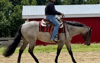 VS GoodRide Bay Roan Mare