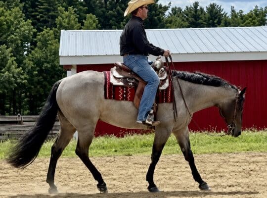 VS GoodRide Bay Roan Mare