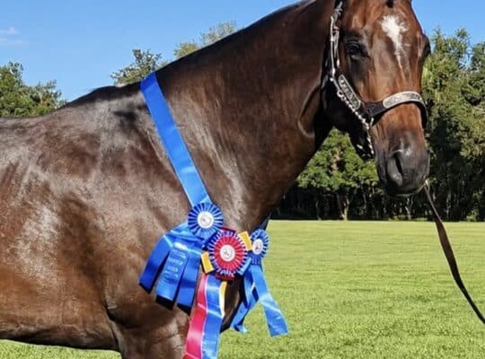 Royally Bred English Broodmare