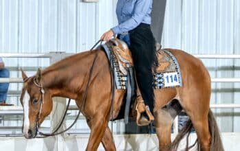 The Lopin Machine All-Around Gelding