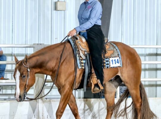 The Lopin Machine All-Around Gelding