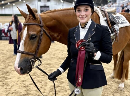 AQHA/APHA Double Registered All-Around Gelding