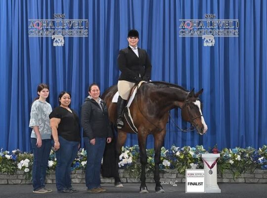 HOO x AYA English All-Around Gelding