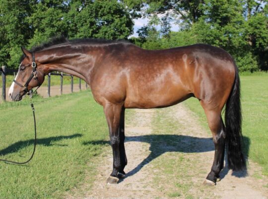 HOO x AYA English All-Around Gelding