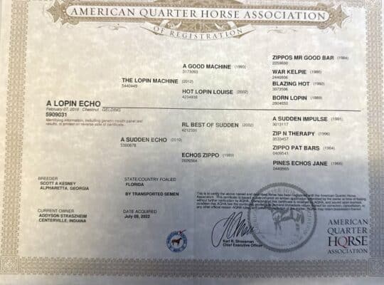 The Lopin Machine All-Around Gelding