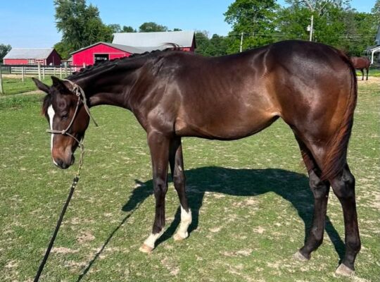 Flashy Enticed HUS Prospect Yearling