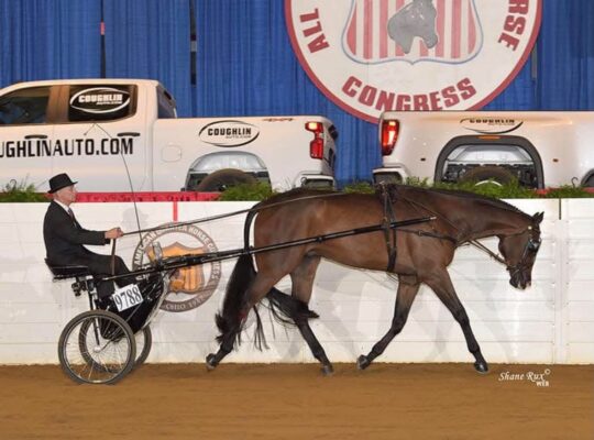 HOO x AYA English All-Around Gelding