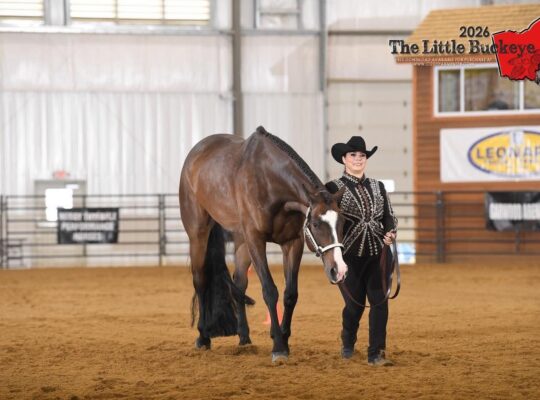 HOO x AYA English All-Around Gelding