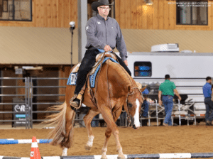 AQHA/APHA Double Registered All-Around Gelding