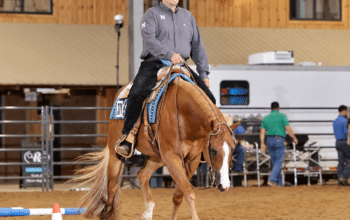 AQHA/APHA Double Registered All-Around Gelding