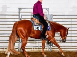 Novice & Non-Pro All-Around Gelding