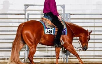 Novice & Non-Pro All-Around Gelding