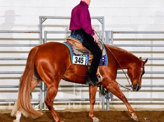 Novice & Non-Pro All-Around Gelding