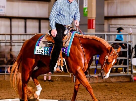 Novice & Non-Pro All-Around Gelding