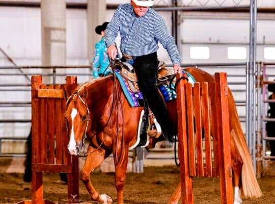 Novice & Non-Pro All-Around Gelding