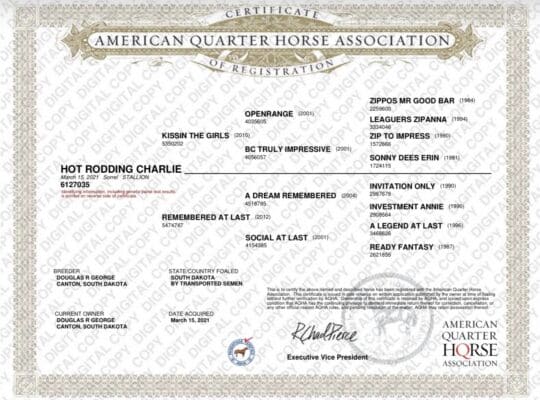 Novice & Non-Pro All-Around Gelding