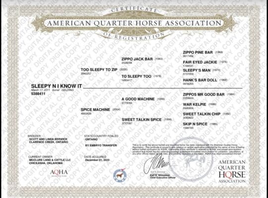Congress Champion Kid Deluxe All-Around Gelding