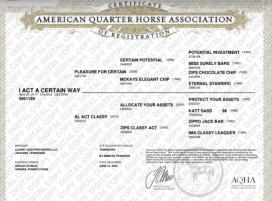 AQHA/APHA Double Registered All-Around Gelding